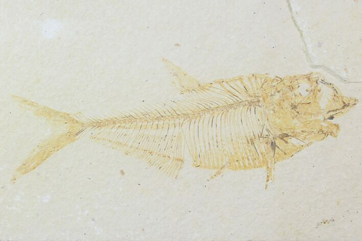 Bargain, Diplomystus Fossil Fish - Wyoming #100595